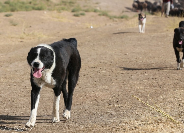Фото щенков метисов алабая и овчарки