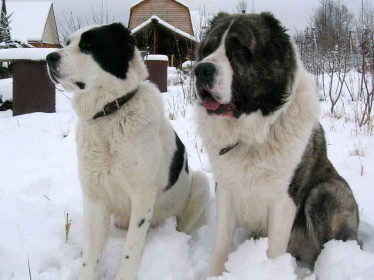 Алабай Сергей волкодав Таджикистана