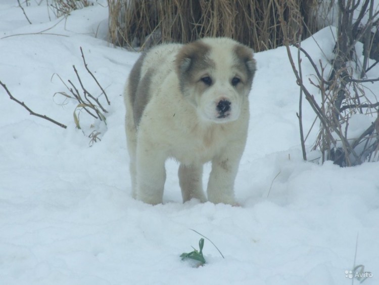 Алабай большой