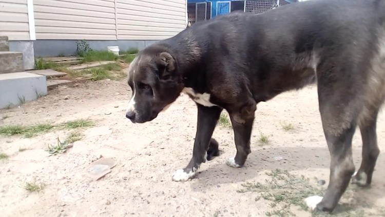 Кузбасс Баши Жан родословная