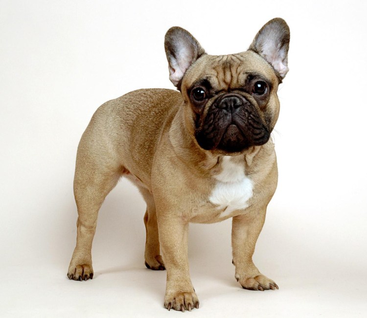 Французский бульдог
