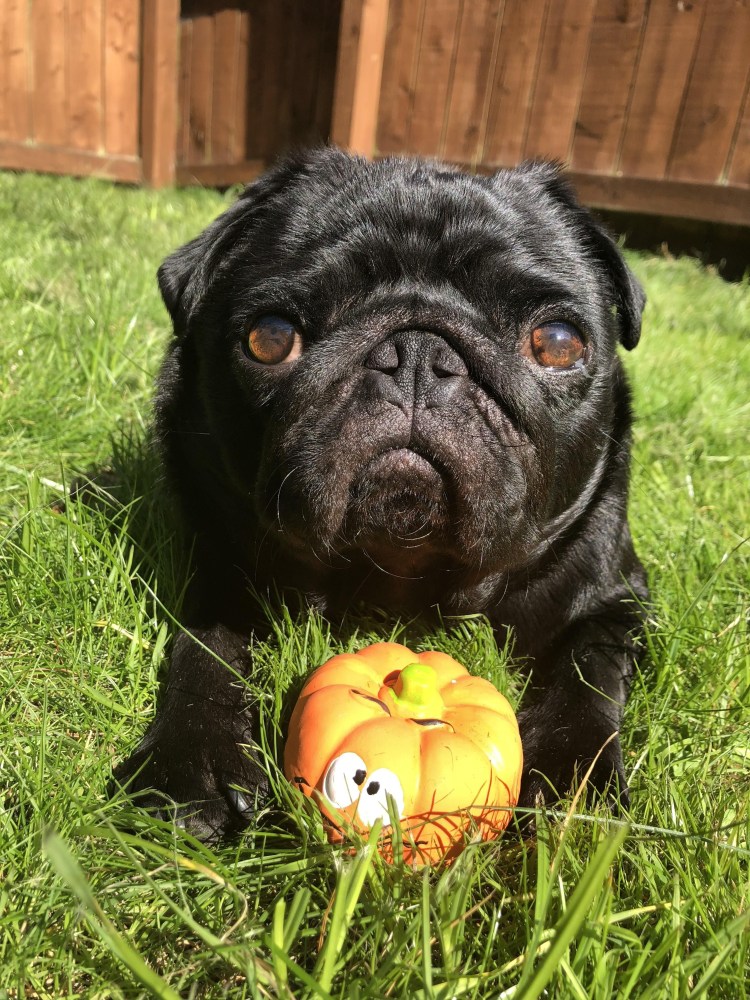 Собака похожая на МОПСА