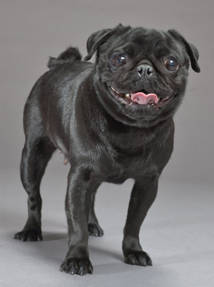 Собака французский бульдог