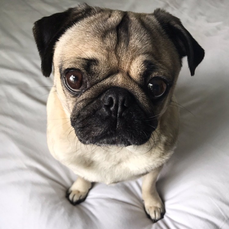 Британский Мопс