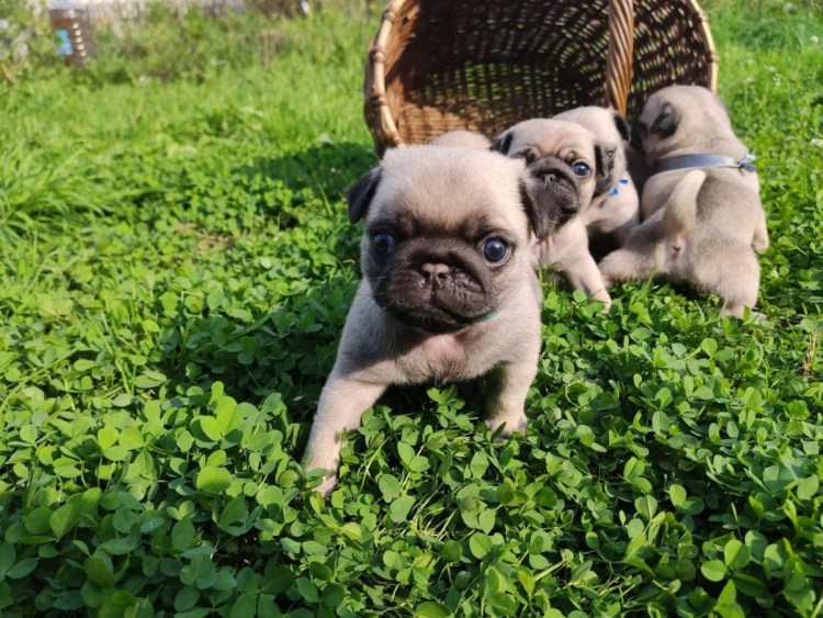 Парода собак похожее на МОПСА