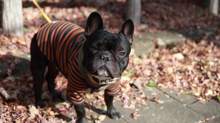 Собака французский бульдог