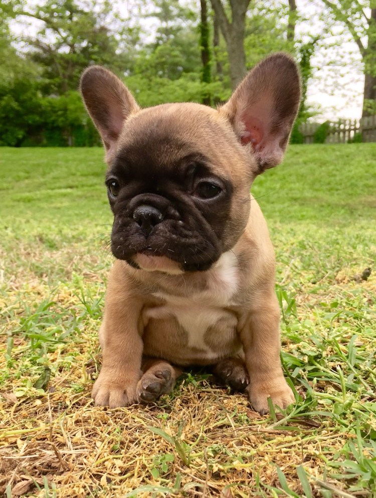 Собака Мопс и бульдог