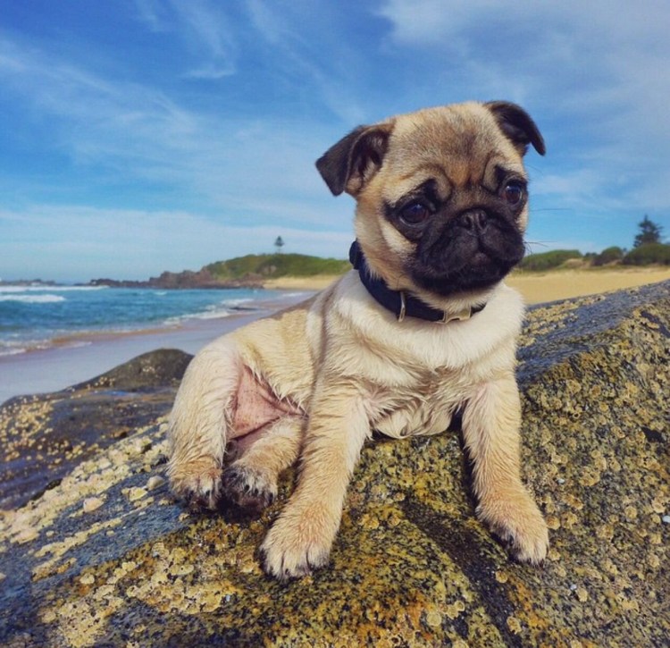 Мопс кобель