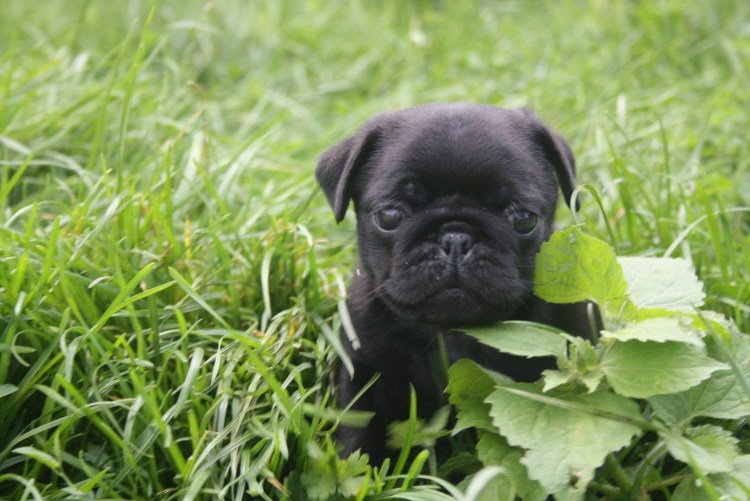 Мопс черный