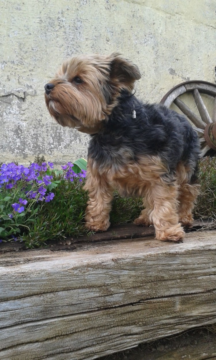 Мальтипу терьер