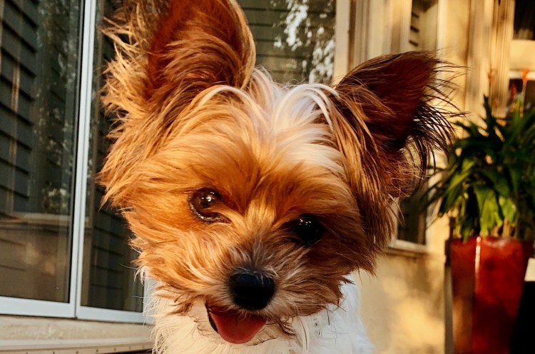 Йоркширский терьер со щенками