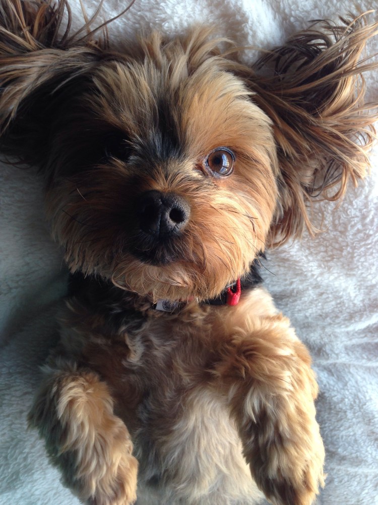 Мини йекштерьерский терьер