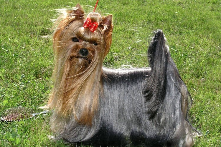 Йоркширский терьер рыжий