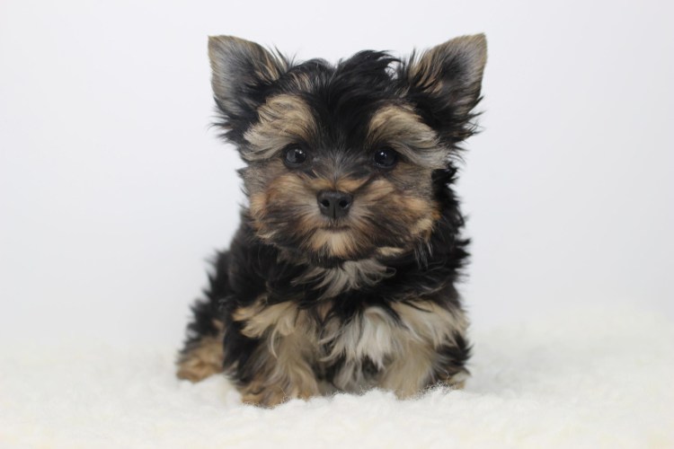 Йоркширский терьер Джанни