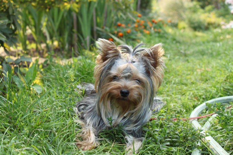Йоркширский терьер и попугай