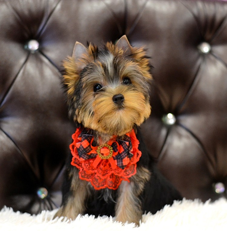 Мальтипу кокапу Кавапу