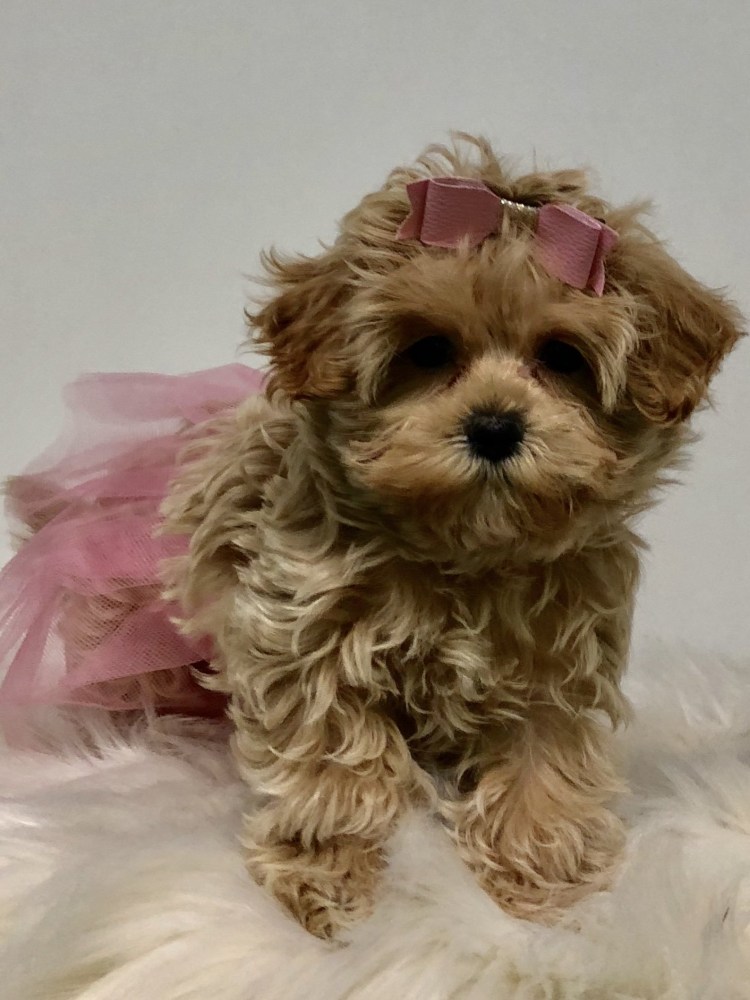 Во сколько стоят ушки у Йорка