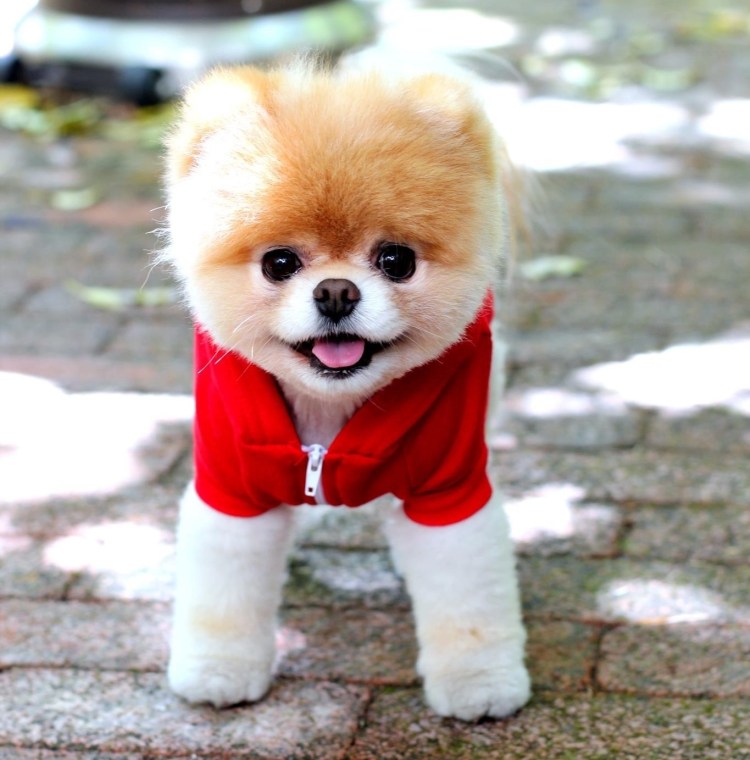 Померанский шпиц БОО