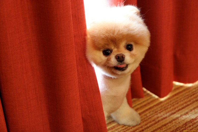 Померанский шпиц БОО щенок