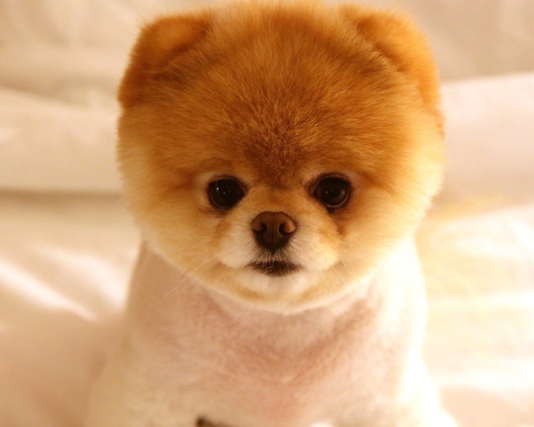 Померанский шпиц Boo