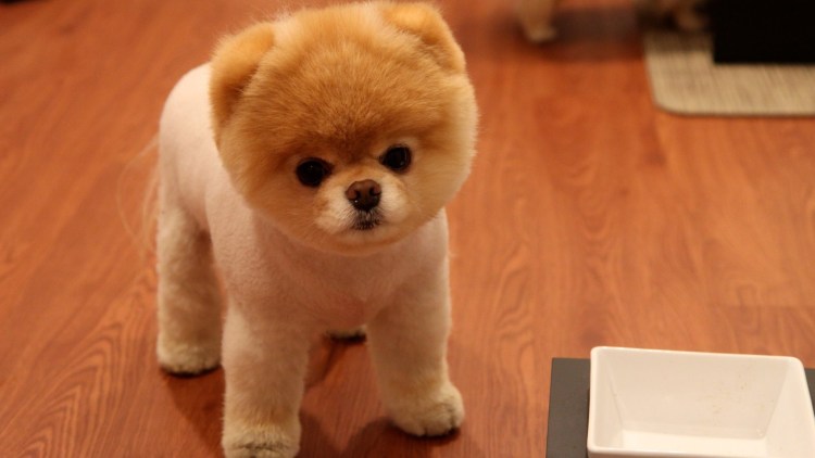 Померанский шпиц Джифф