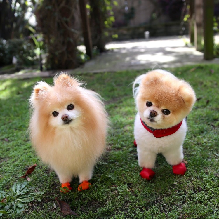 Bobo померанский шпиц