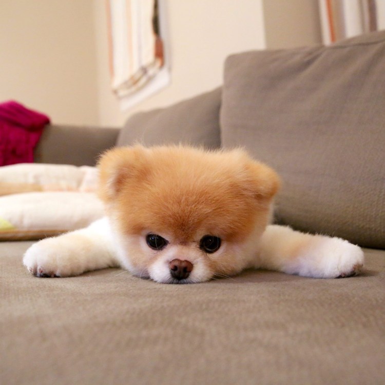 Померанский шпиц БОО