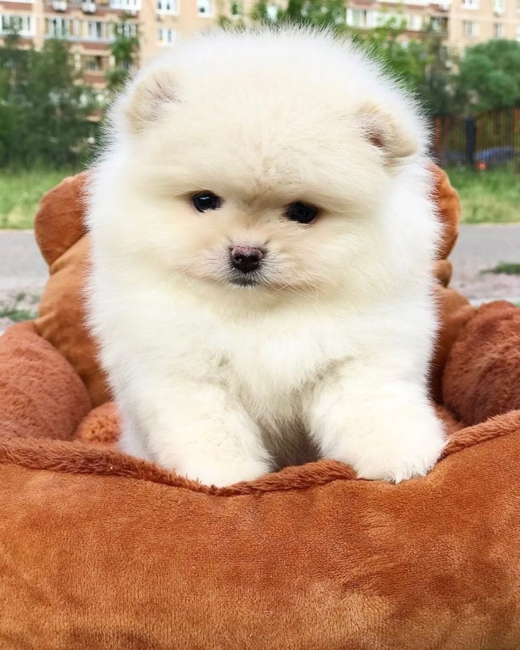 Померанский шпиц подстриженный