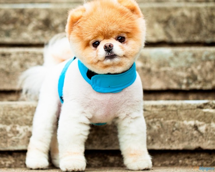 Микро померанский Пуппи