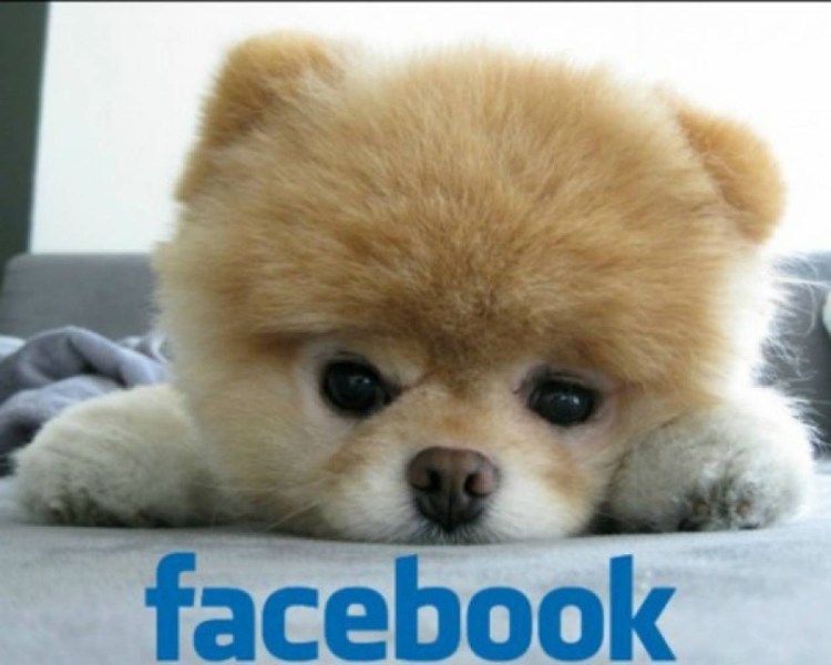 Китайский померанский шпиц