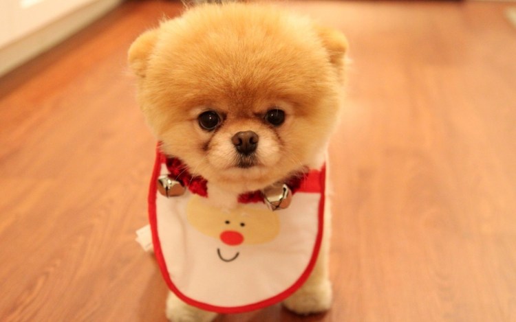 Шпиц померанский карликовый