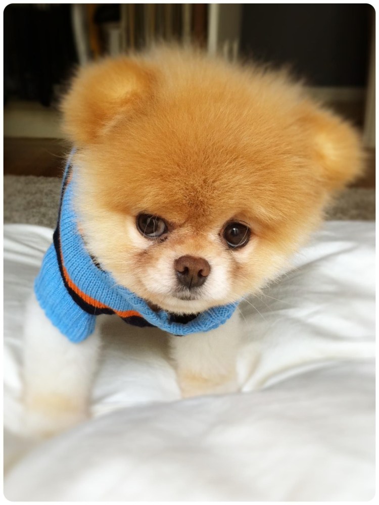 Красивые собаки и модные и дорогие чау -чау