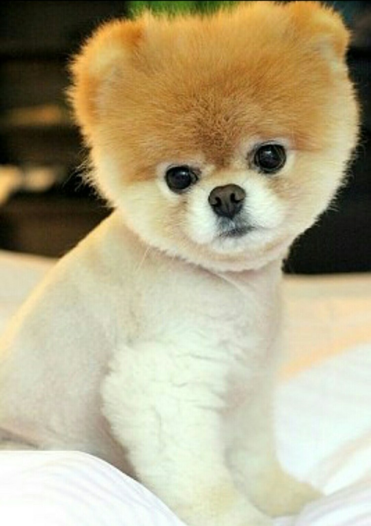 Шпиц померанский карликовый