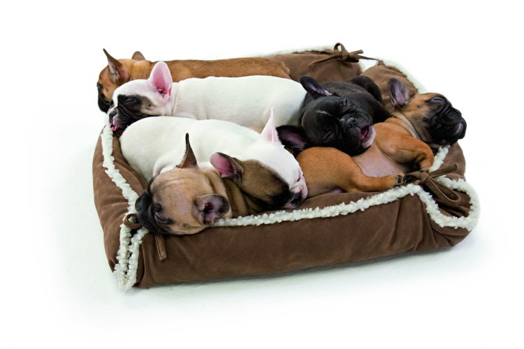 Лежанка для французского бульдога