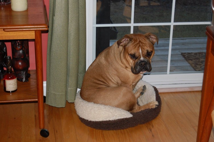 Лежанка для французского бульдога