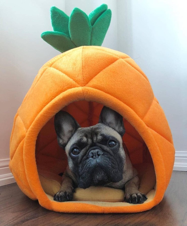 Домик для французского бульдога