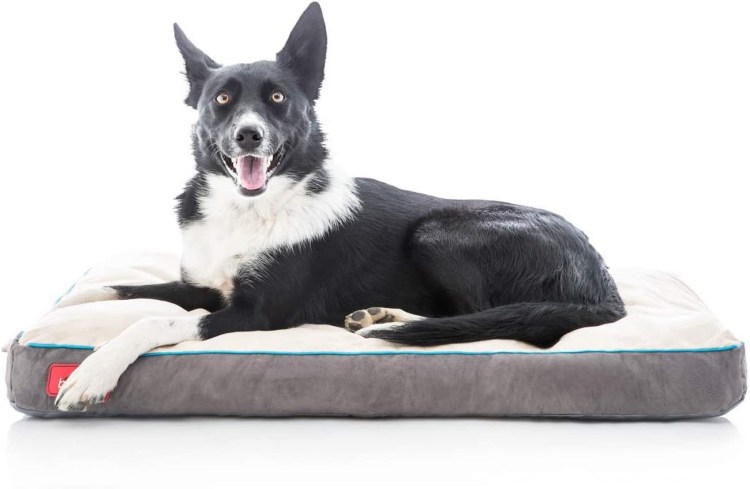 Собака в лежанке обои