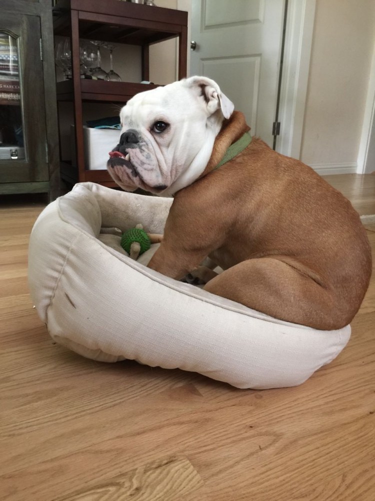 Лежанка для собак с лапками