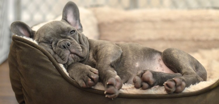 Самодельная лежанка для собаки