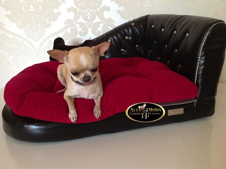 Собака на лежаке в горошек