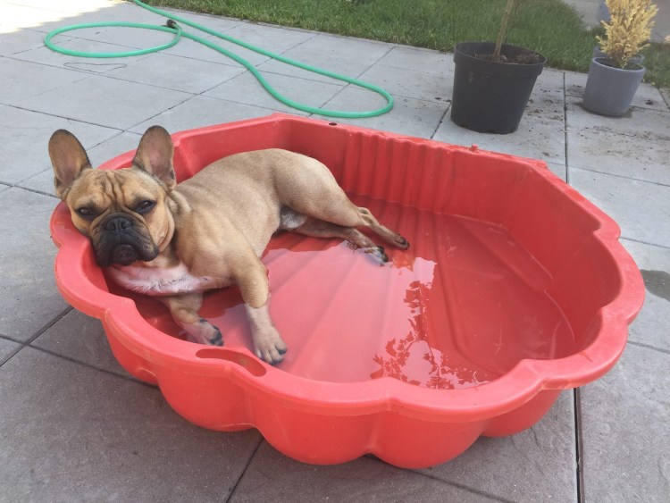 Миска для французского бульдога