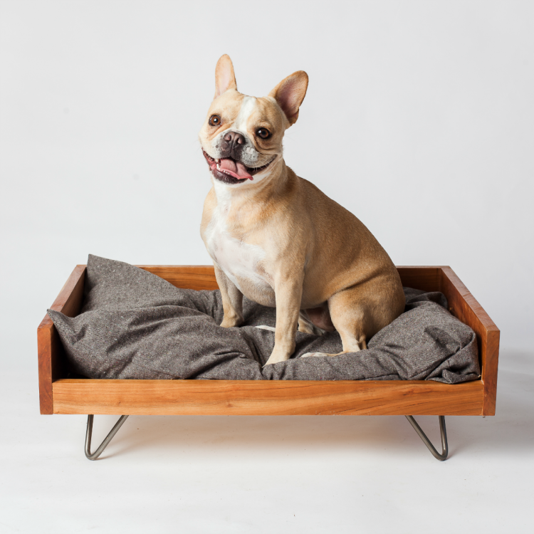 Прививки французскому бульдогу