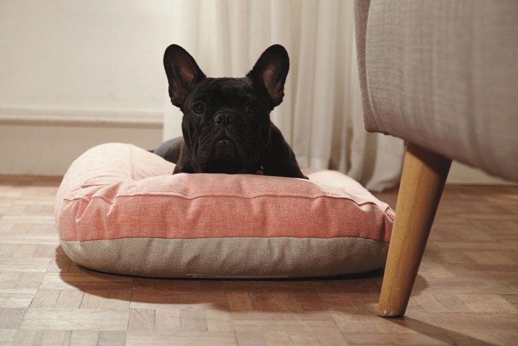 Лежанка трикси 38081 французский бульдог