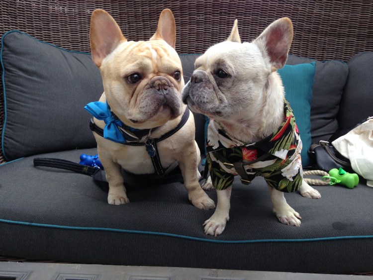 Французский бульдог в парике