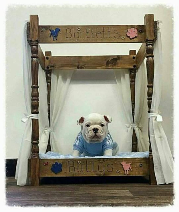 Лежаки для собак французский бульдог