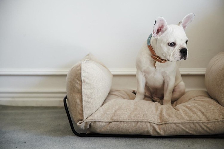 Лежанки для собак фон в интерьере бульдог