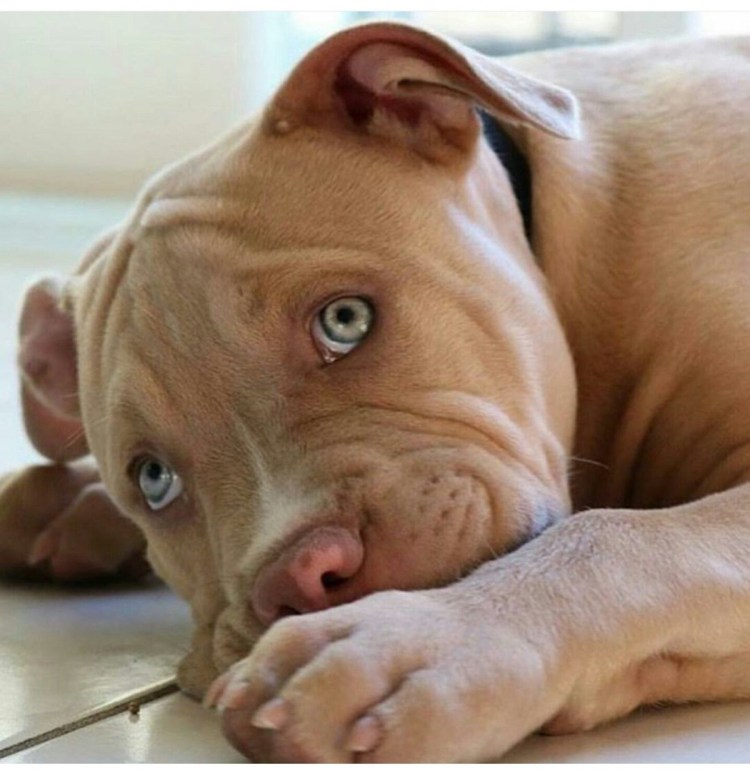 Американский питбультерьер уши