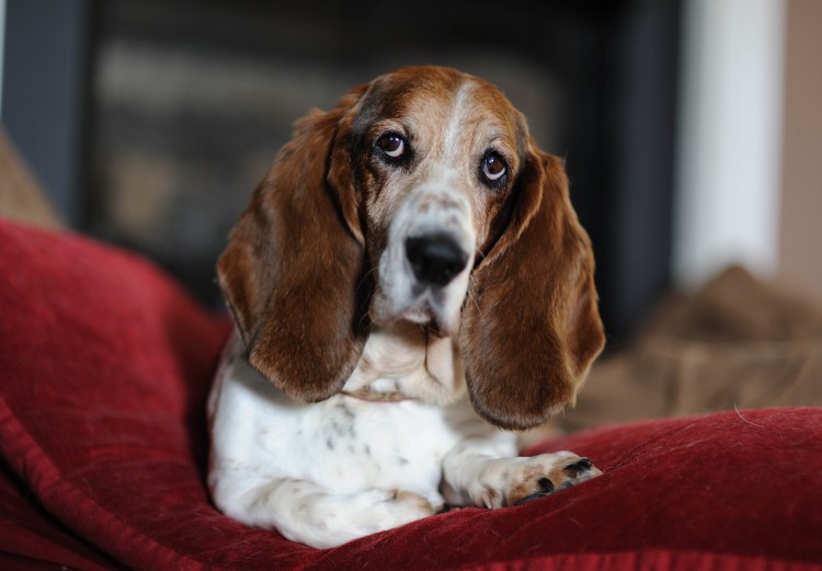 Бладхаунд (гончая)