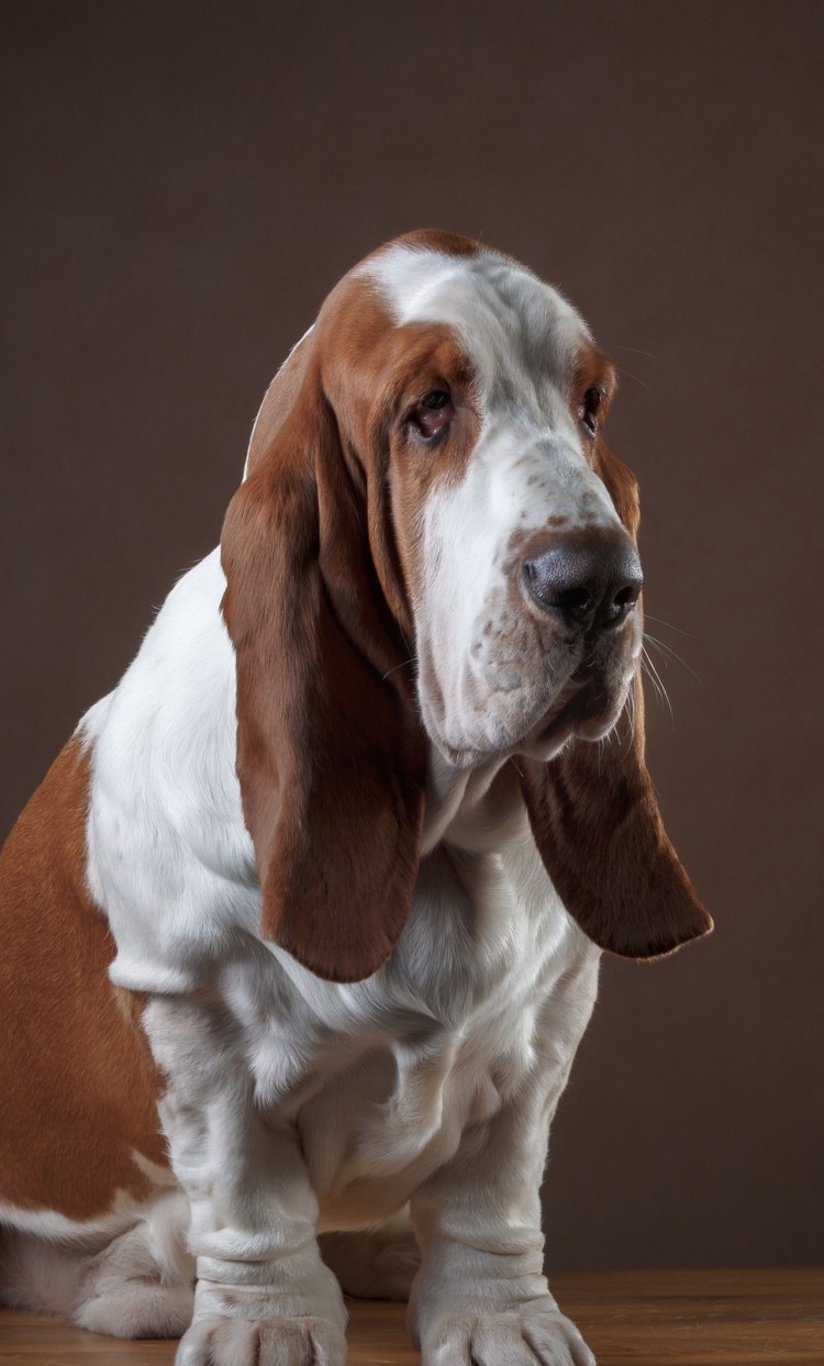 Бассет-хаунд щенок