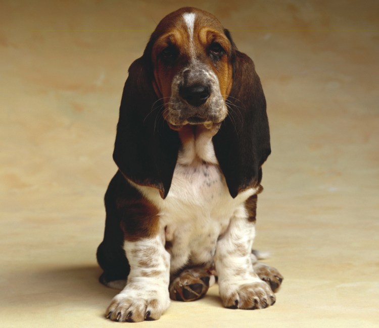 Французский Бассет хаунд